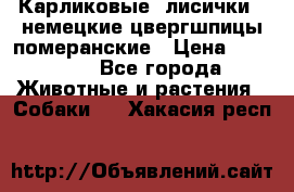 Карликовые “лисички“  немецкие цвергшпицы/померанские › Цена ­ 35 000 - Все города Животные и растения » Собаки   . Хакасия респ.